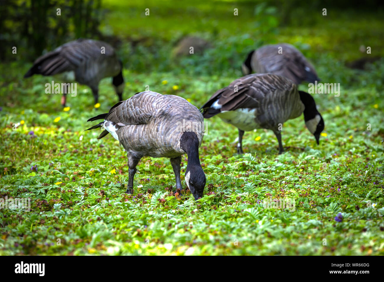 Kanada Gänse in Slimbridge Stockfoto