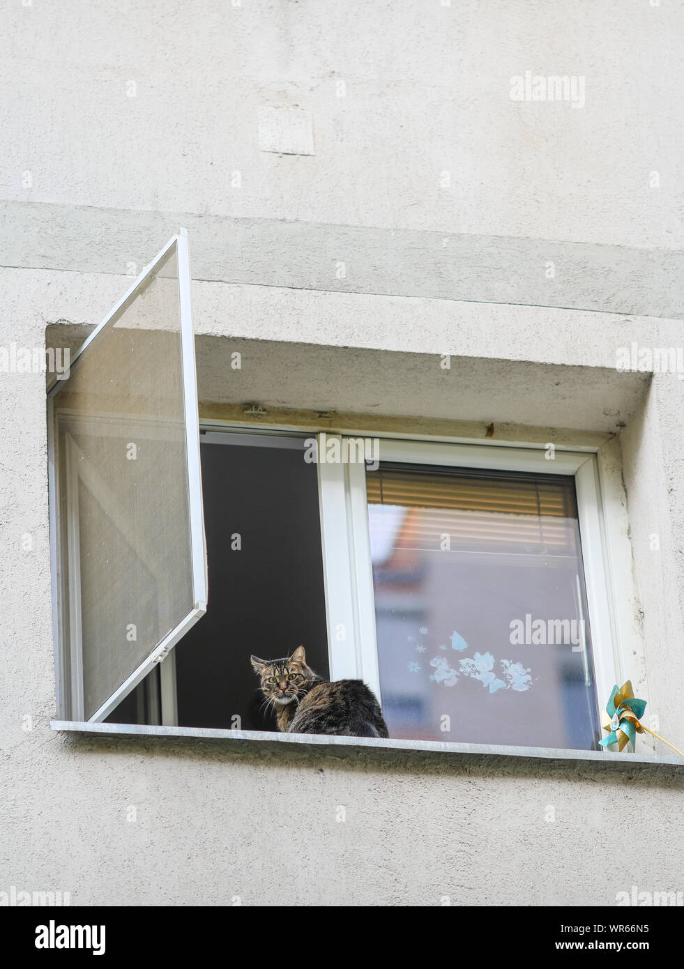 Graue weibliche Europäische kurzhaar Katze sitzt auf dem Sims eines Fensters von einem Mehrfamilienhaus Stockfoto