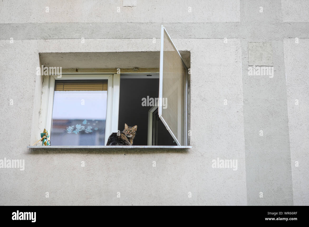 Graue weibliche Europäische kurzhaar Katze sitzt auf dem Sims eines Fensters von einem Mehrfamilienhaus Stockfoto