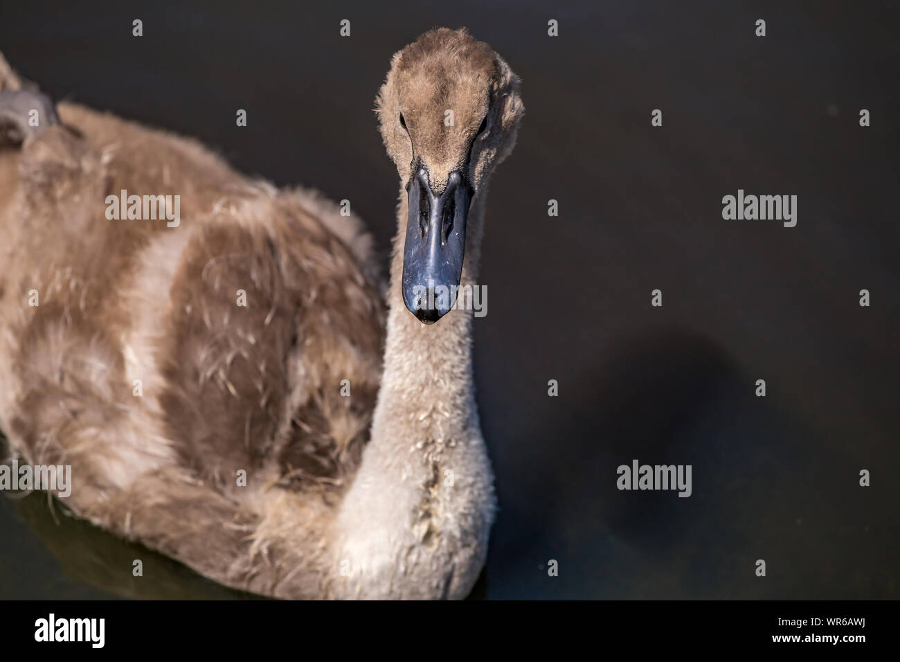 Mute swan Cygnet in Slimbridge Stockfoto