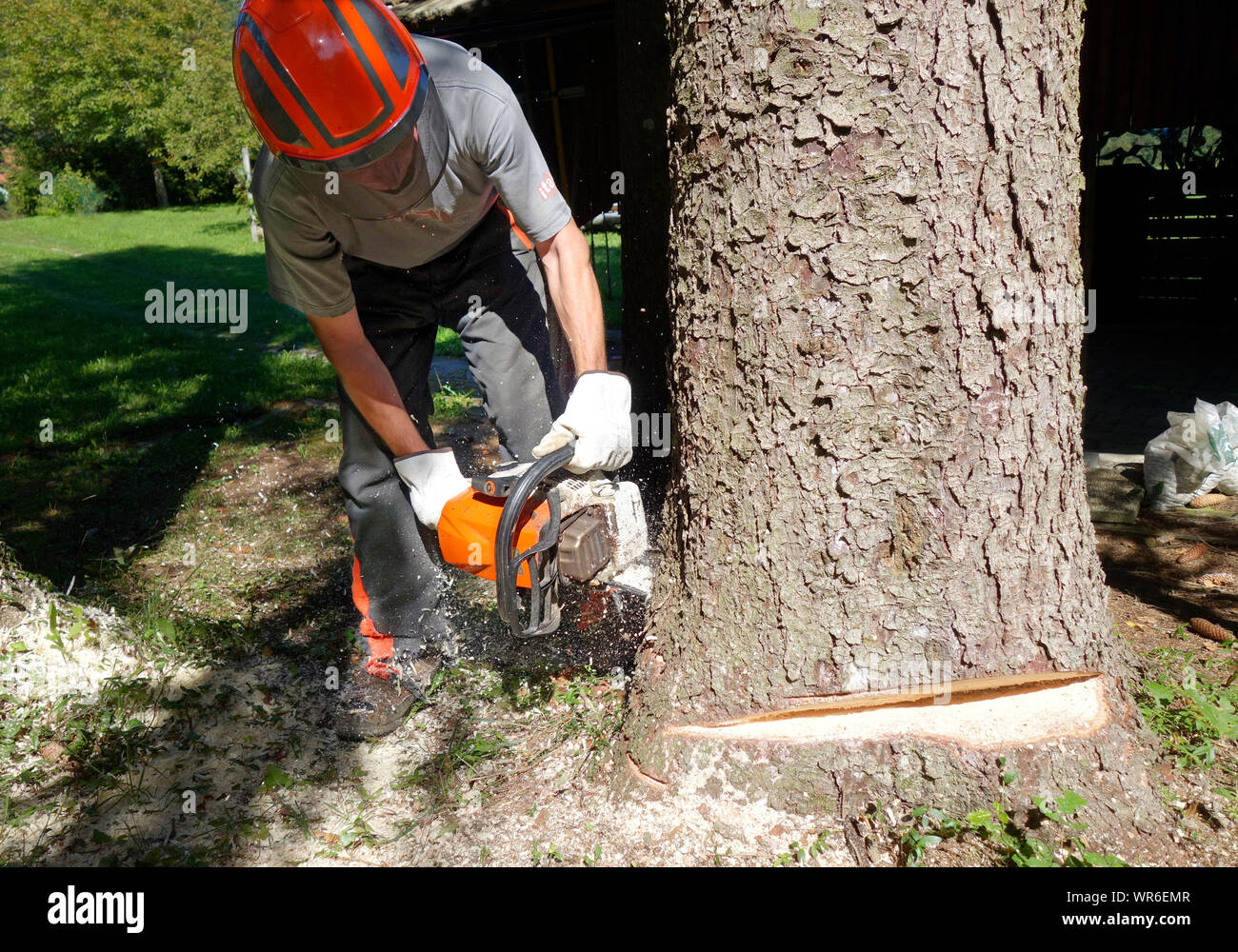 Kettensäge Betreiber reduziert ein Baum mit Kerbe oder 'Gesicht' für 'Hinge' bereits ausgeschnitten. Stockfoto