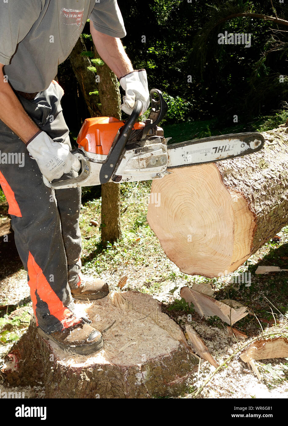 Kettensäge operator trimmt die Basis des Log nach dem Fällen des Baumes. Stockfoto
