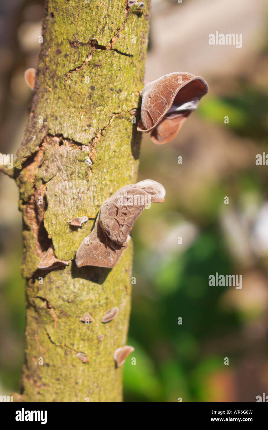 Haarige Braun Ohr Pilz auf trockenen alten Werk Stockfoto