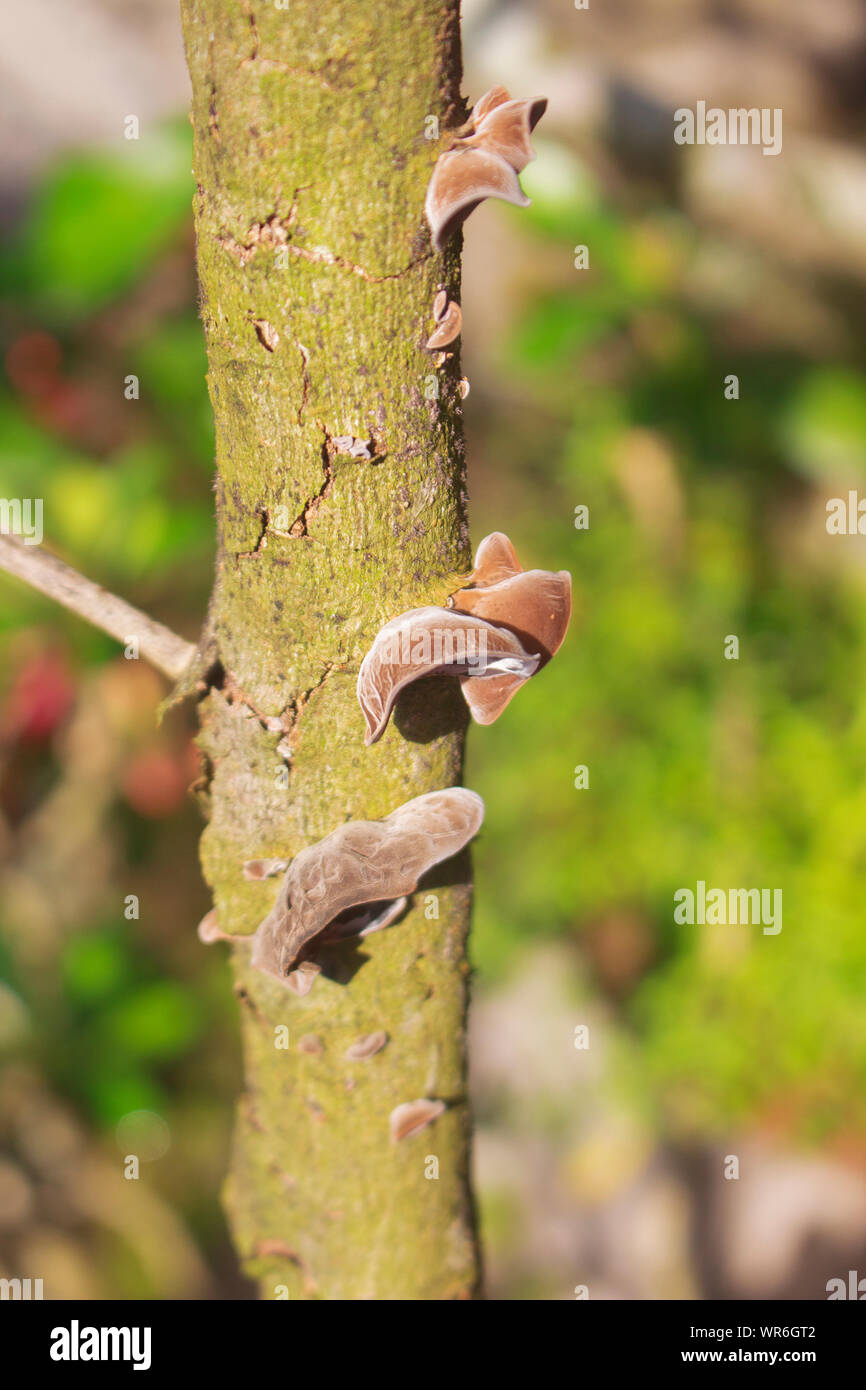 Kleines Ohr Pilz Stick auf trockenen alten Werk Stockfoto