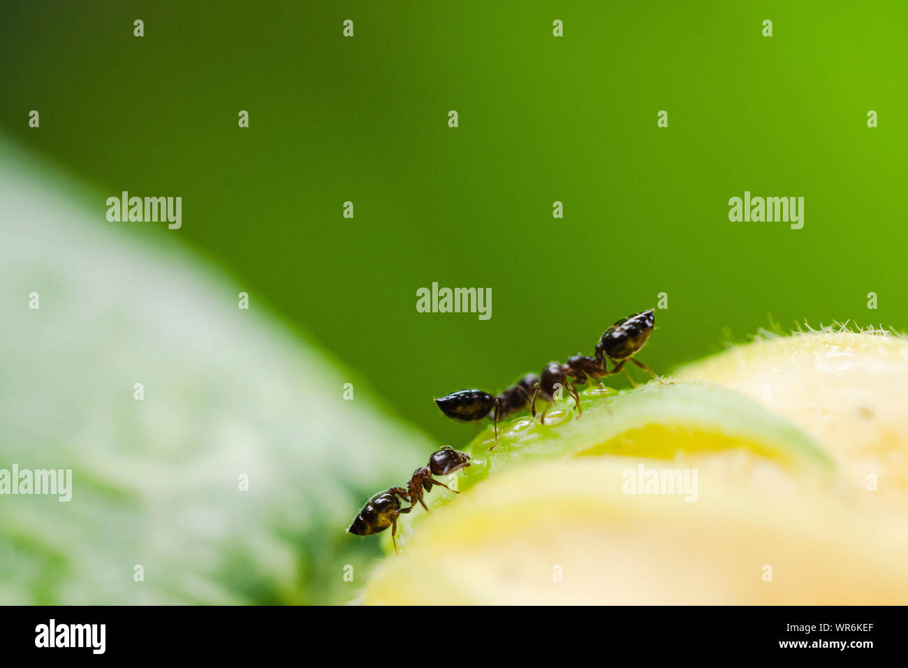 Nahaufnahme von Ameisen auf der Suche nach Nahrungsmitteln mit grünem Hintergrund Stockfoto