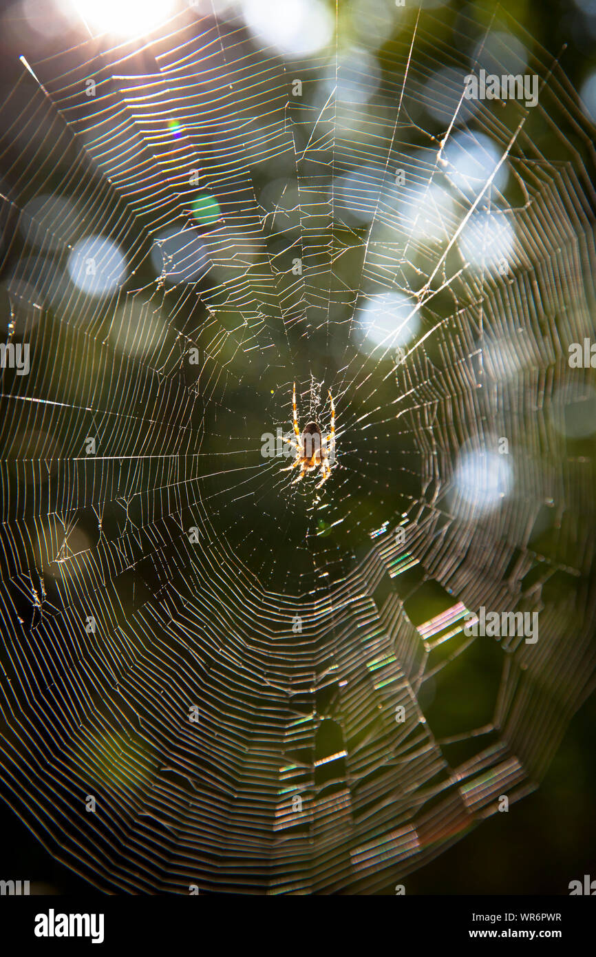 Spinnen Web mit Araneus Spinne im Naturschutzgebiet De Manteling in der Nähe von Domburg Auf der Halbinsel Walcheren, Zeeland, Niederlande. Kreuzspinne im Netz Stockfoto