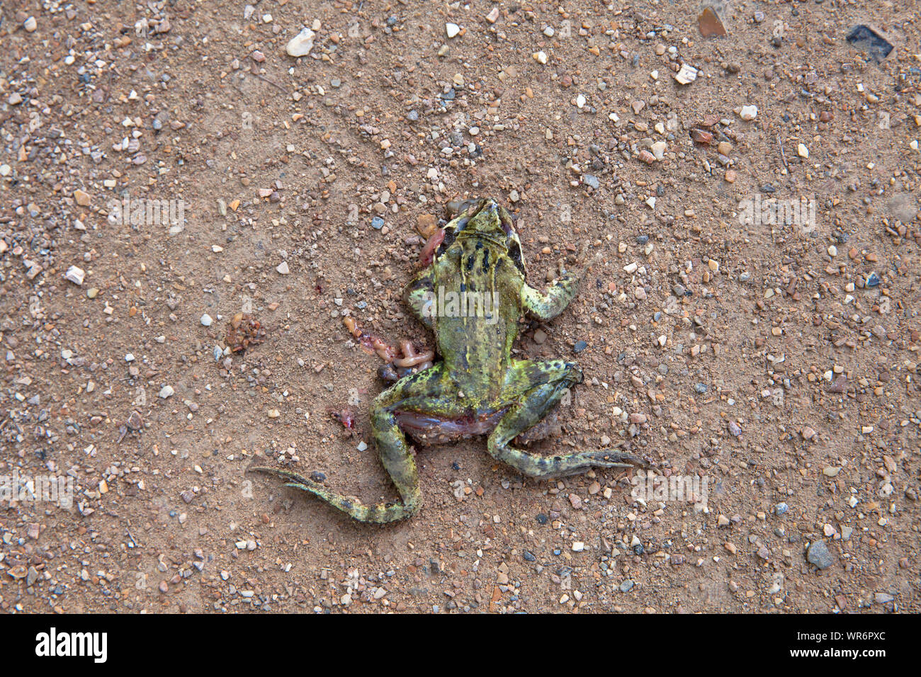 Tot abgeflacht Frosch auf einer Straße, Niederlande. ueberfahrener Frosch in einem Weg, Niederlande. Stockfoto