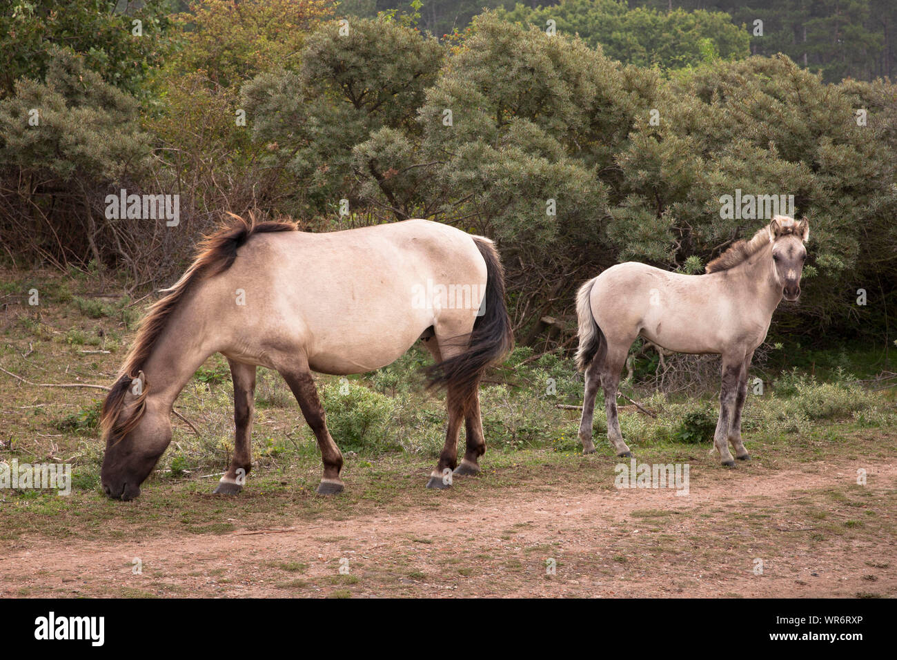 Konik Pferde im Naturpark in der Nähe von Vrouwenpolder Oranjezon auf der Halbinsel Walcheren, Zeeland, Niederlande. Konik Pferde im Naturpark Oranjezon werden Stockfoto