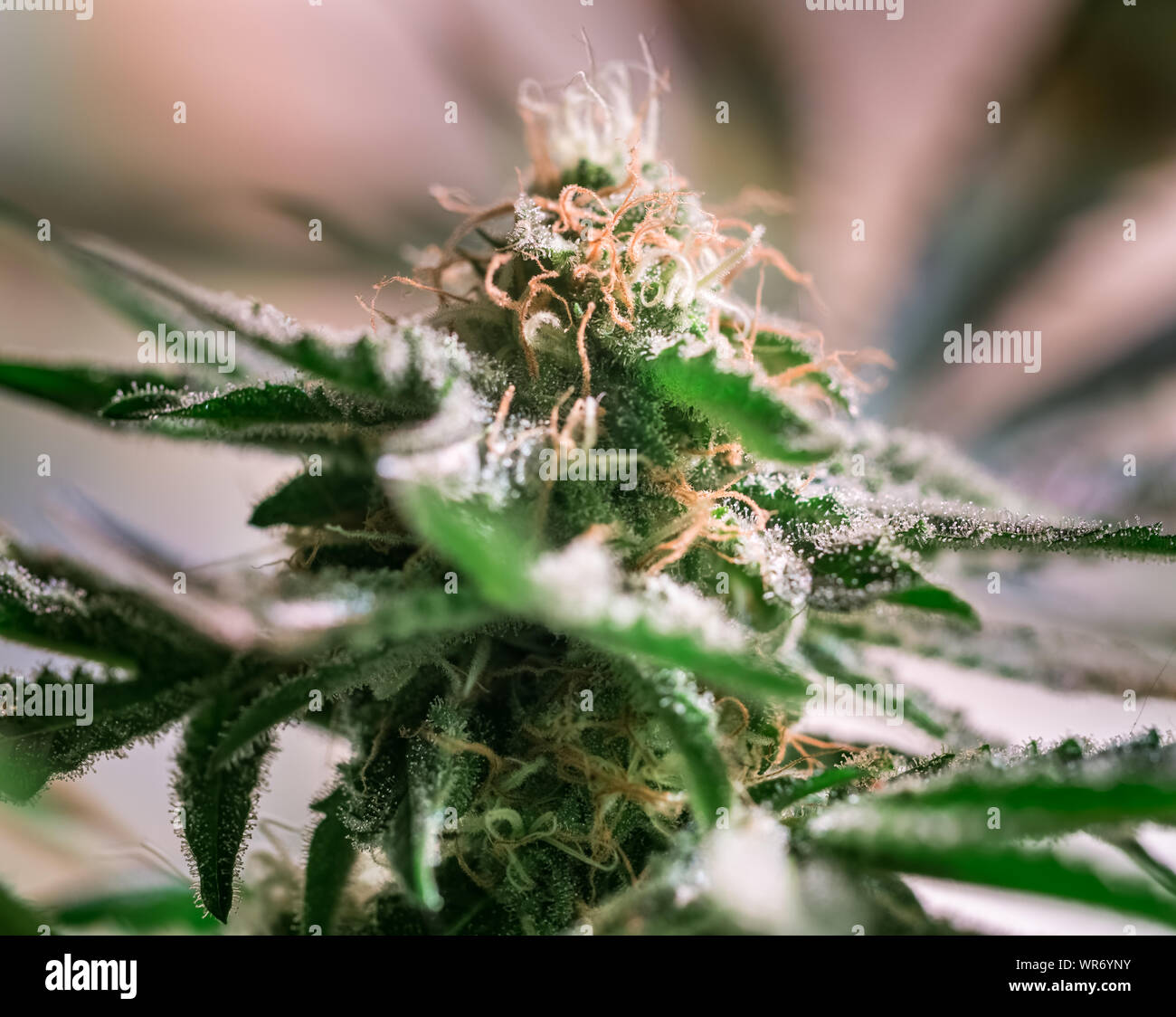 Cannabis Pflanze Blume HDR Stockfoto