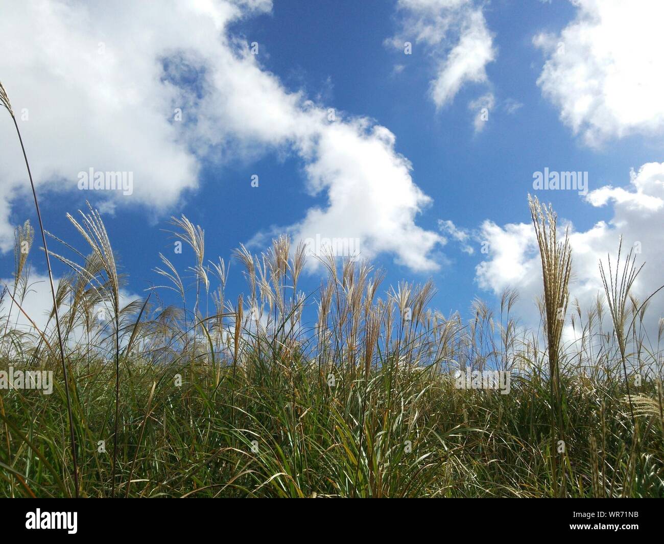 Chinesische Silber Grass gegen bewölkter Himmel Wachsende Stockfoto