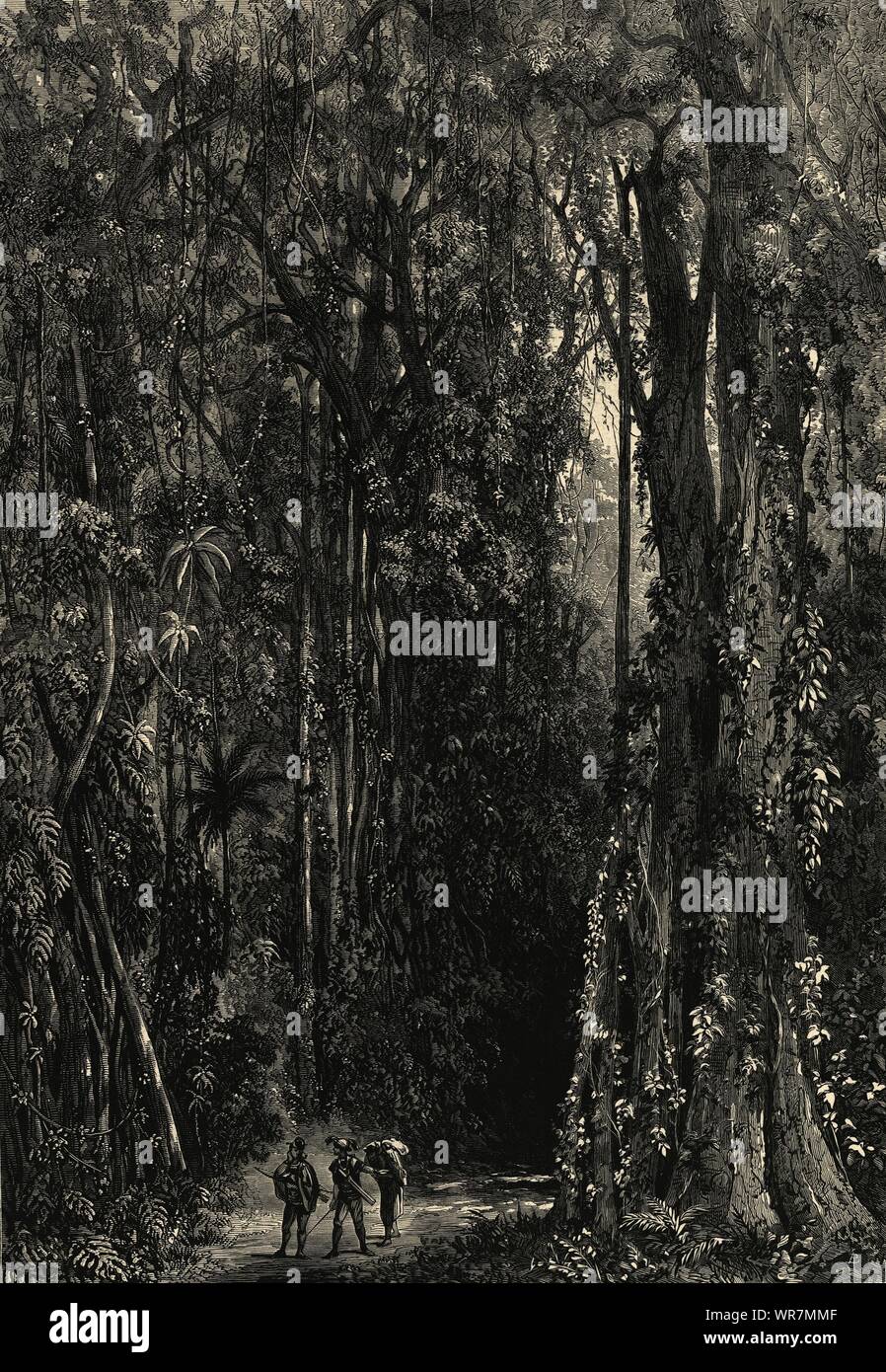India-Rubber Bäume im Wald antike 1875 ILN volle Seite drucken Stockfoto