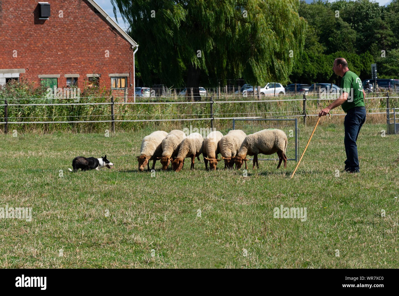 Kieldrecht, Belgien, September 1, 2019, Hirt mit seinem Schäferhund Border Collie haben die Kontrolle über die Schafe Stockfoto