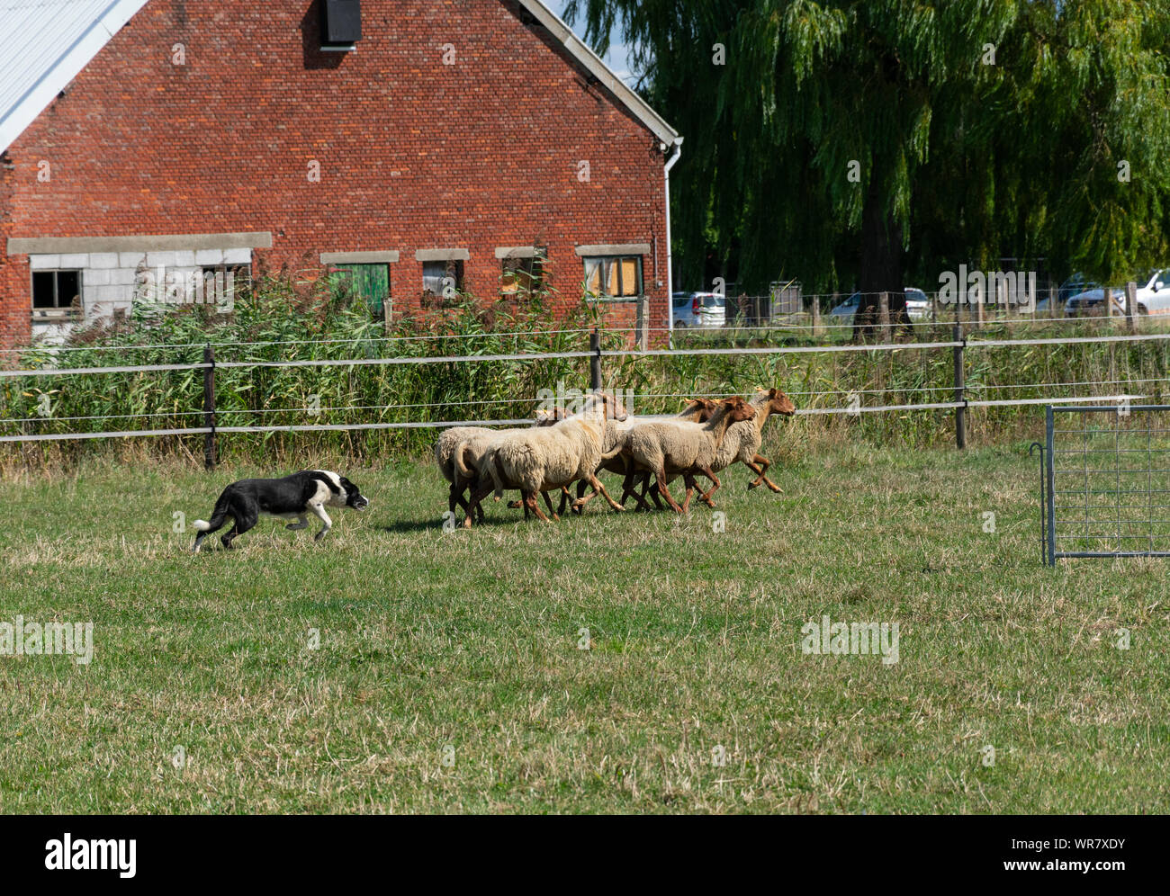 Kieldrecht, Belgien, 1. September 2019, der Border Collie, Hirte treibt die Schafe zum Gate Stockfoto