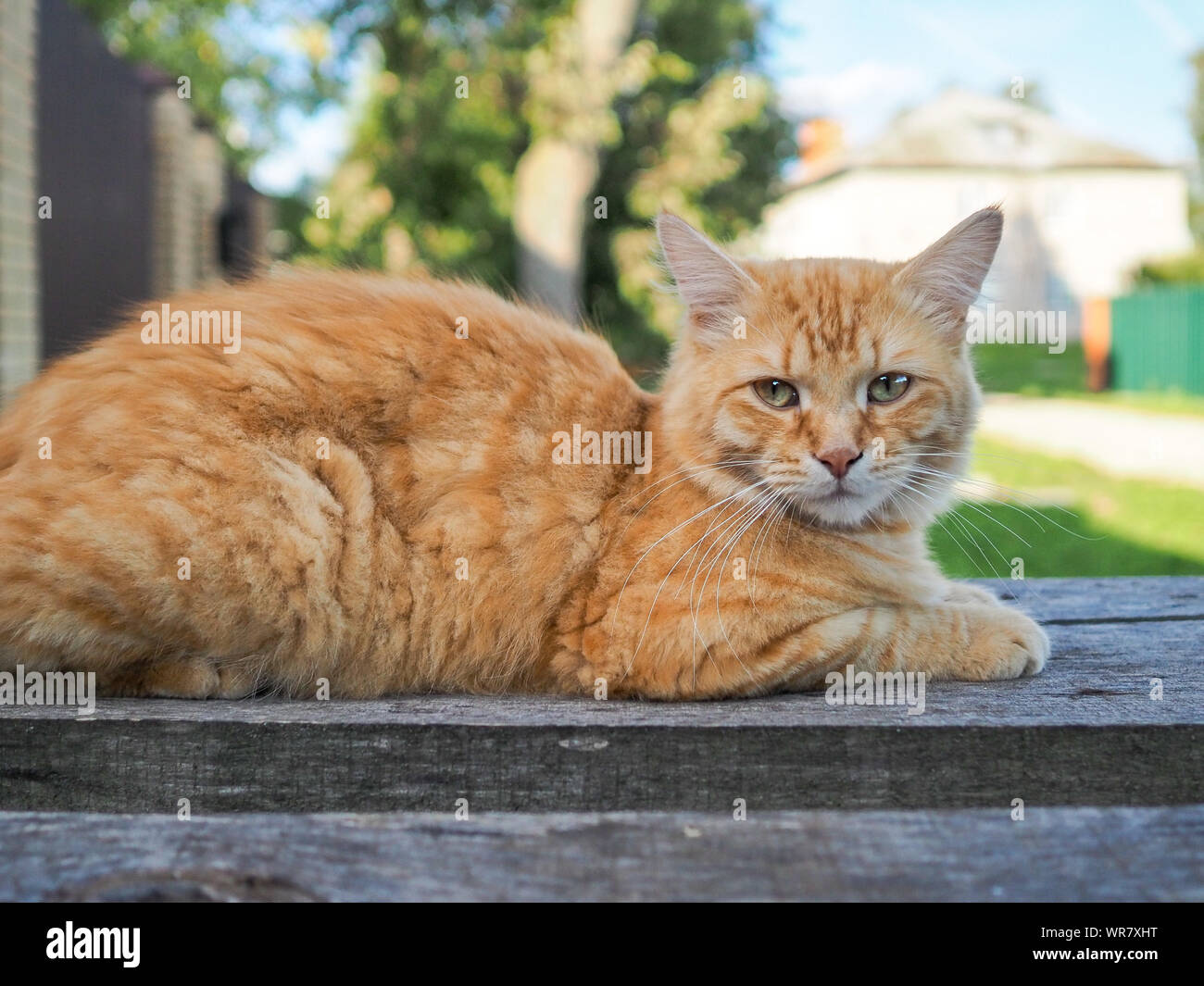 Eine Flauschige Helle Rote Katze Liegt Auf Rauen Alten Boards Draussen In Den Schatten Einer Sonnigen Sommertag Stockfotografie Alamy