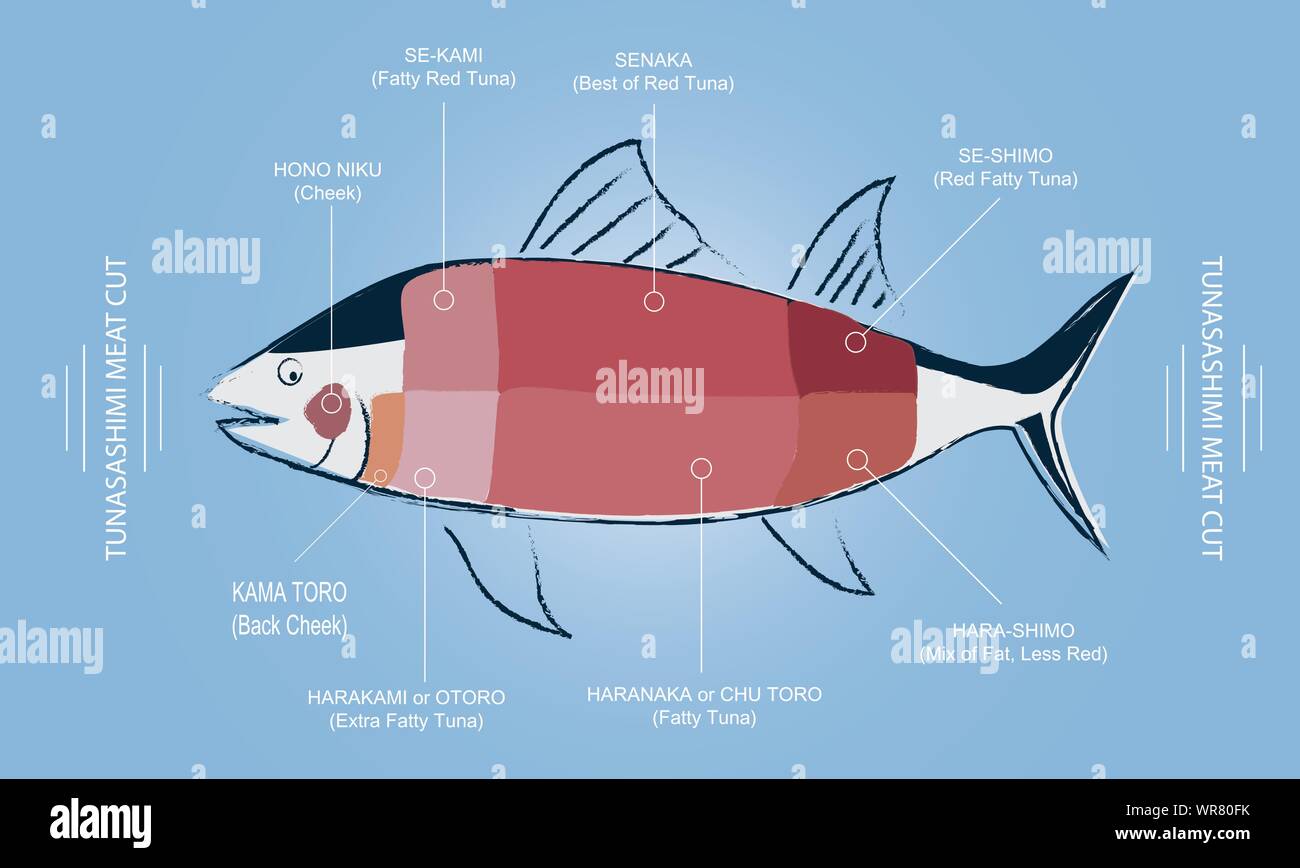 Thunfisch-sashimi Fleisch schneiden guide Chart mit Fleisch teil Name in  Englisch und Japanisch, Grafik Vektor bearbeitet werden Bleistift Zeichnung  Linie Stil mit Pastelltönen weich colo Stock-Vektorgrafik - Alamy