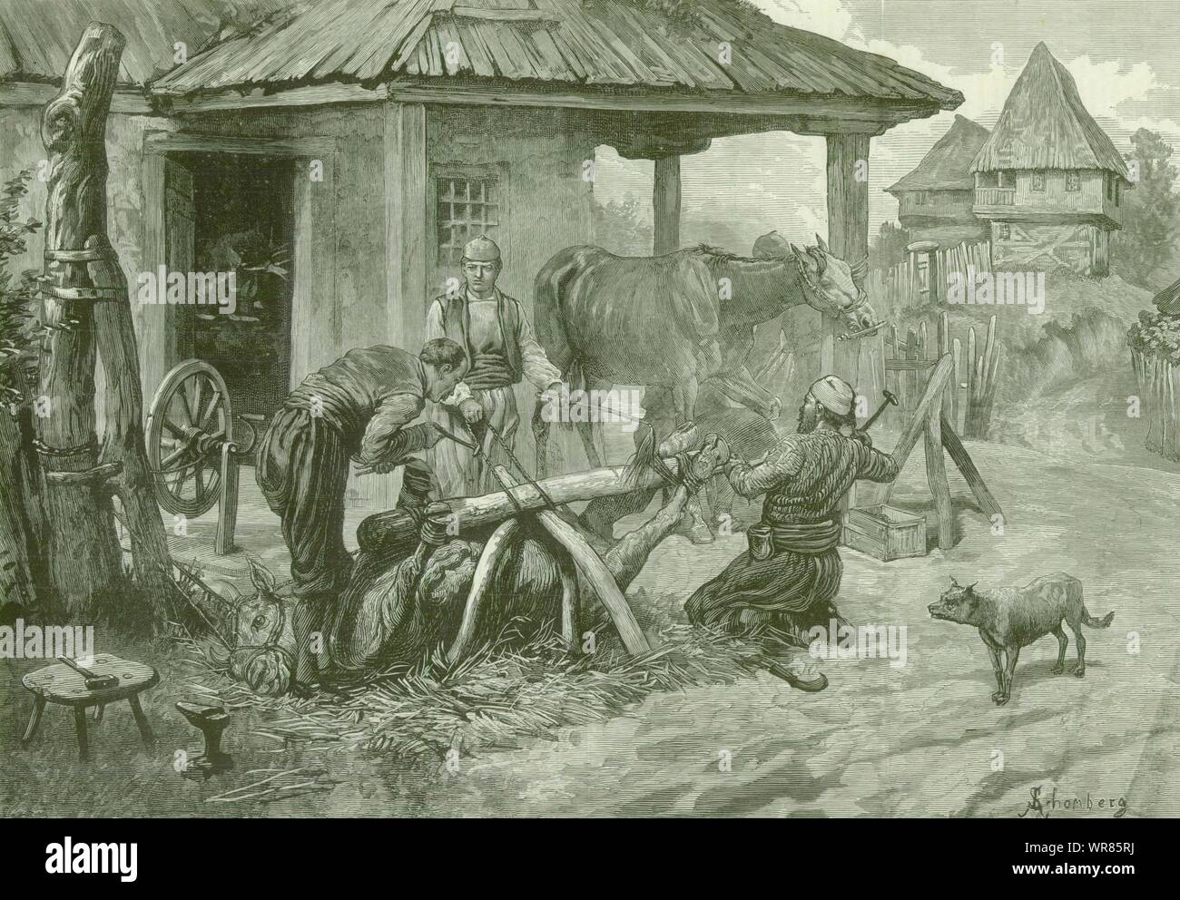 Hufbeschlag Ochsen und Pferde auf einen serbischen Schmiede antike 1885 ILN volle Seite drucken Stockfoto