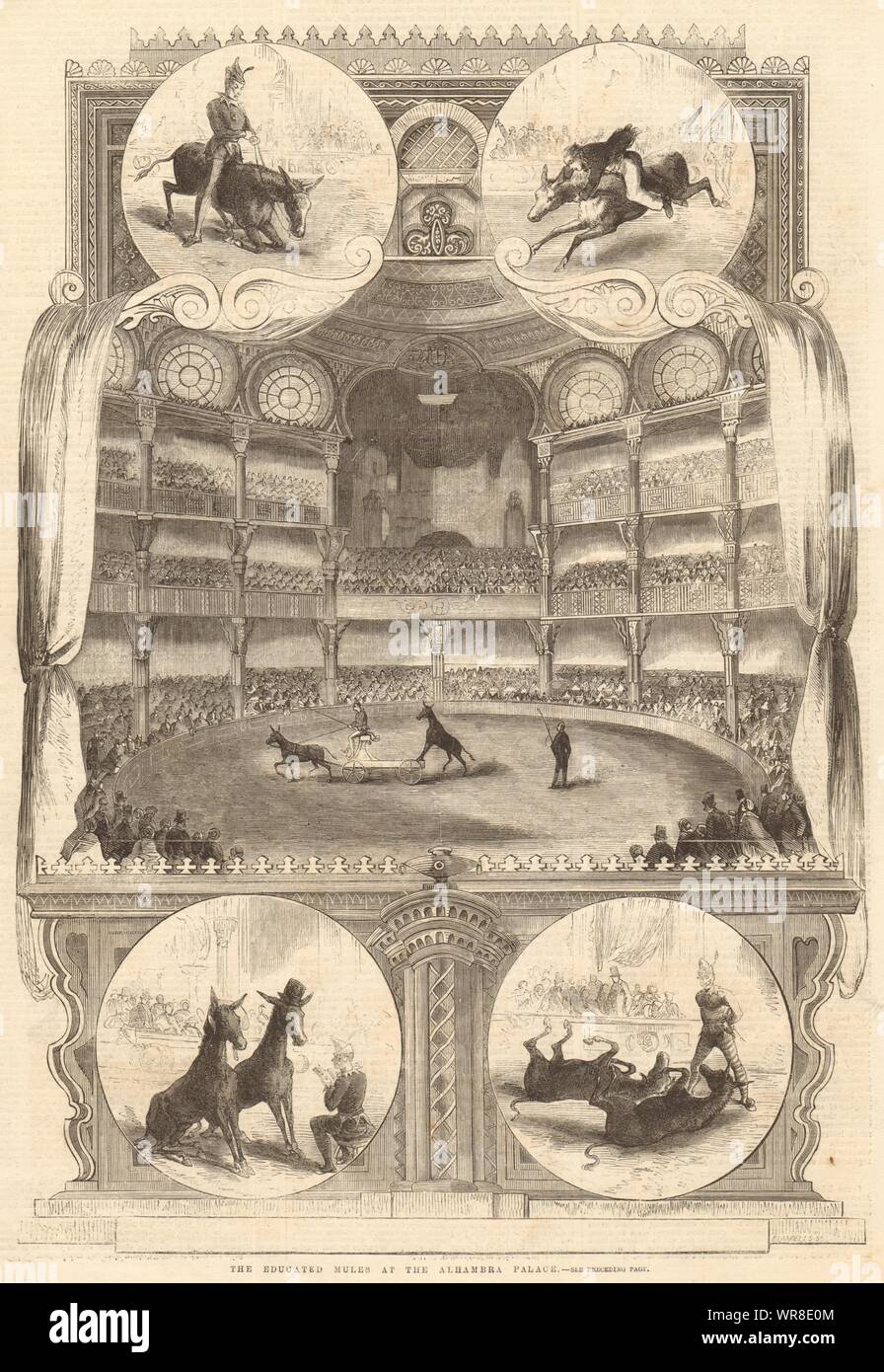 Die gebildeten Maultiere im Alhambra Palast. London. Darstellende Kunst 1858 Stockfoto