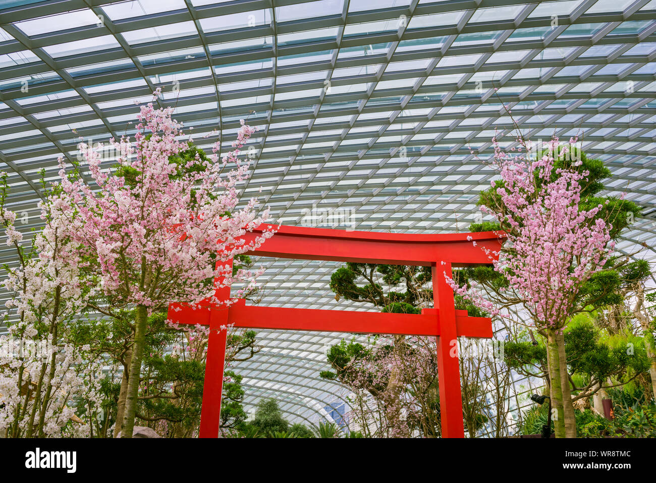 Singapur, Singapur - 19. März 2018: die Kirschblüten in voller Ausleger mit Japanischen torii Tor an Gärten an der Bucht. Stockfoto