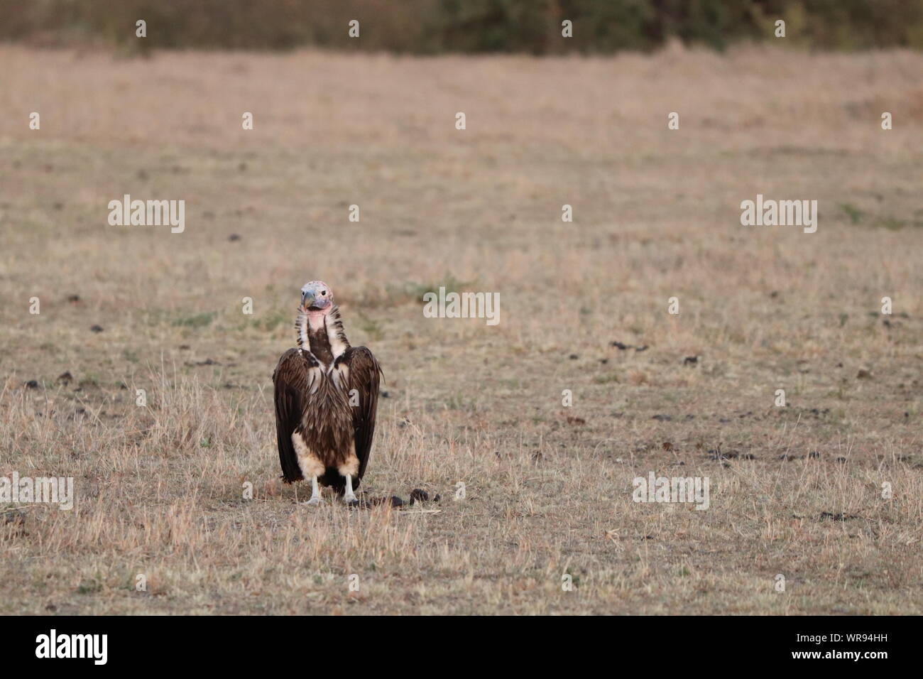 Lappet-faced Geier, Masai Mara National Park, Kenia. Stockfoto