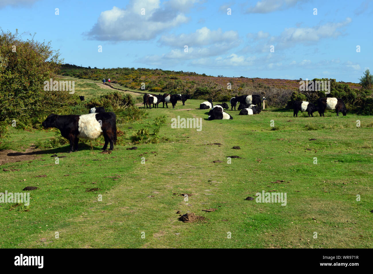 Rinder grasen, in der Nähe von Exmoor Selworthy Beacon. Stockfoto