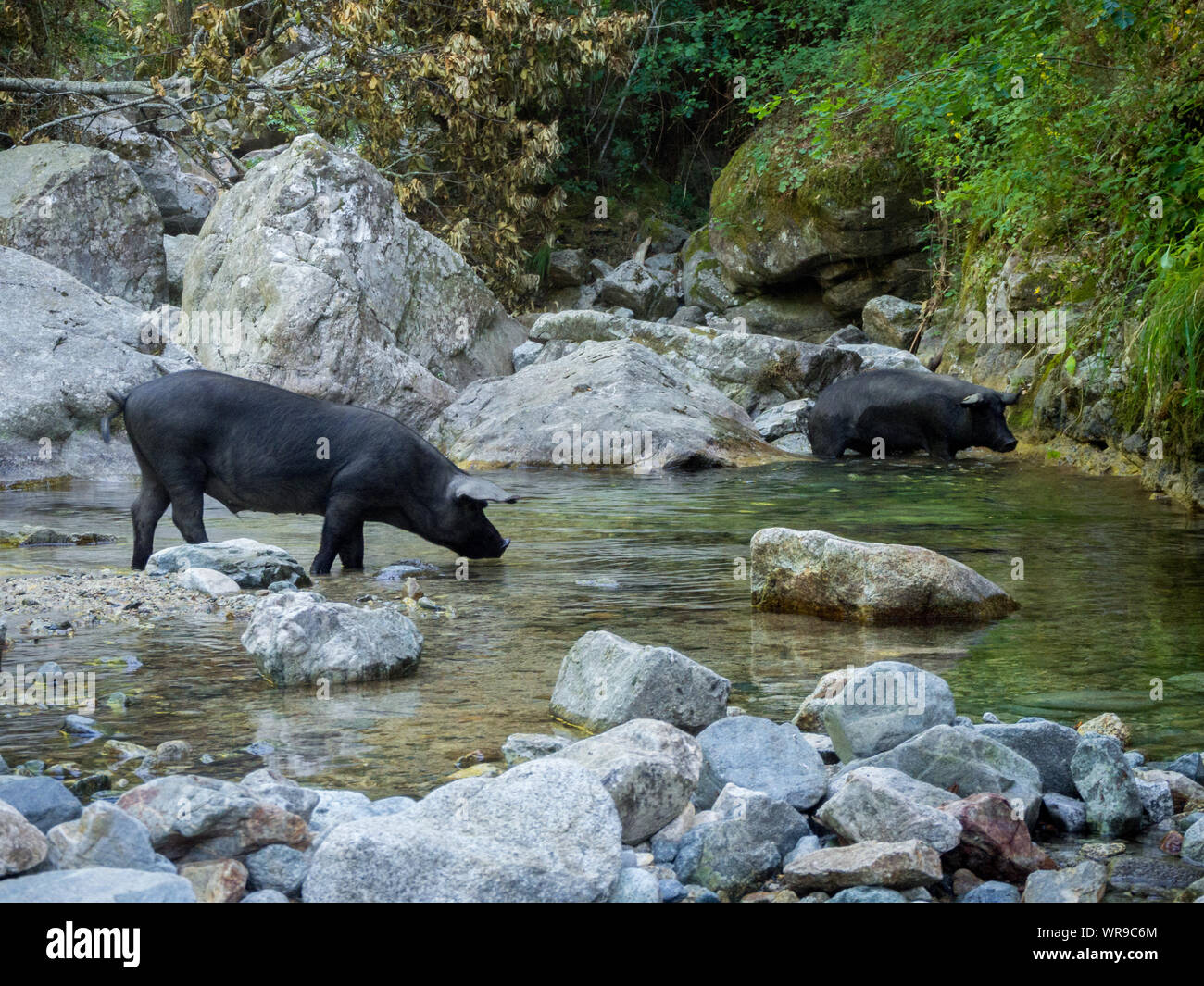 Schweine trinken am Fluß (Cascade du Voile de la Mariée - Korsika - Frankreich) Stockfoto
