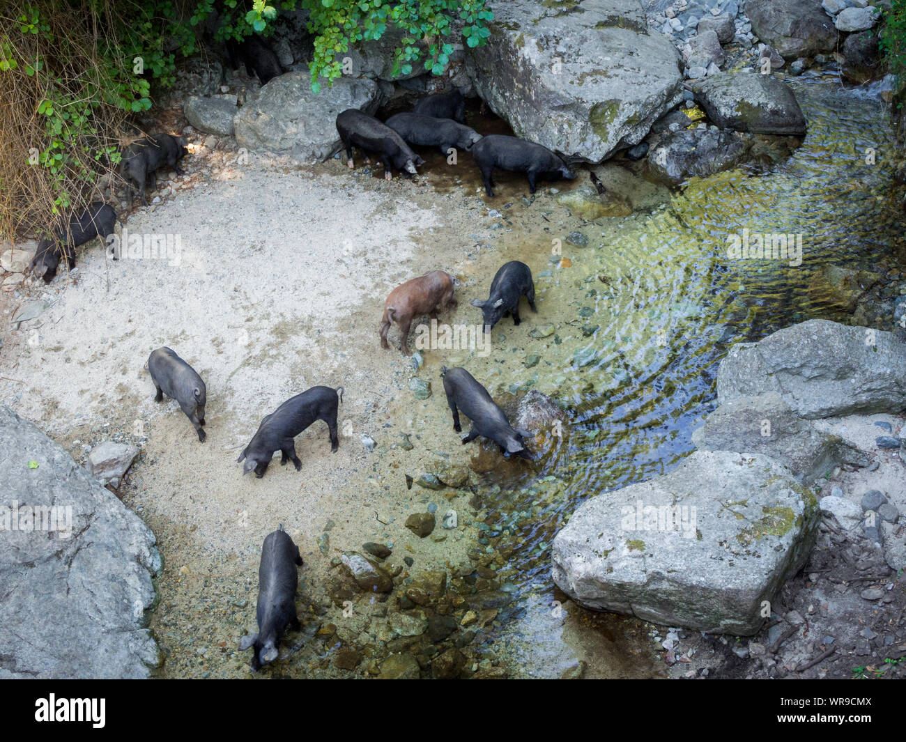 Schweine trinken am Fluß (Cascade du Voile de la Mariée - Korsika - Frankreich) Stockfoto