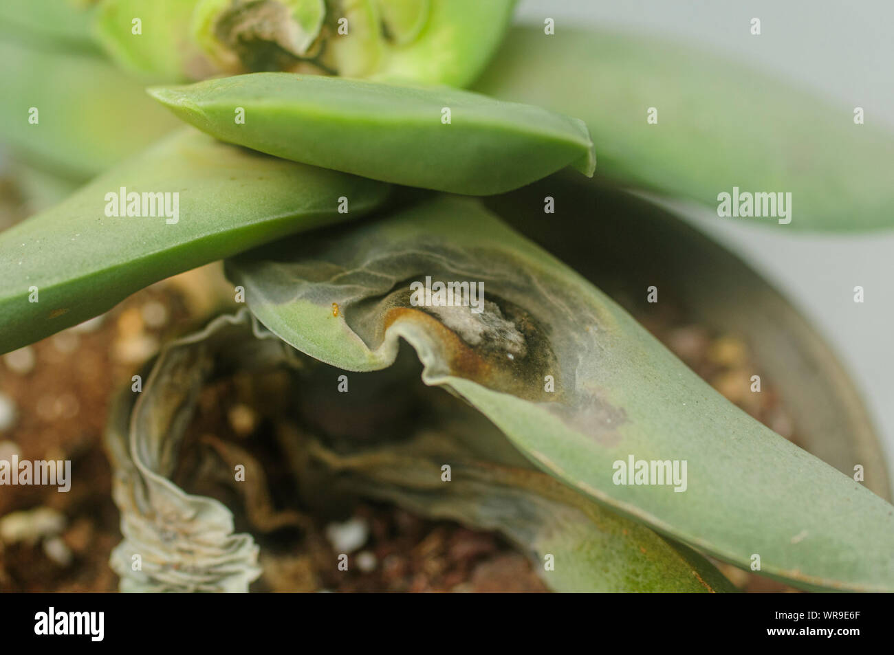 Mealybug Schäden an eine Crassula falcata Anlage. In der Nähe einer Anlage, die von mealybug beschädigt wurde Stockfoto