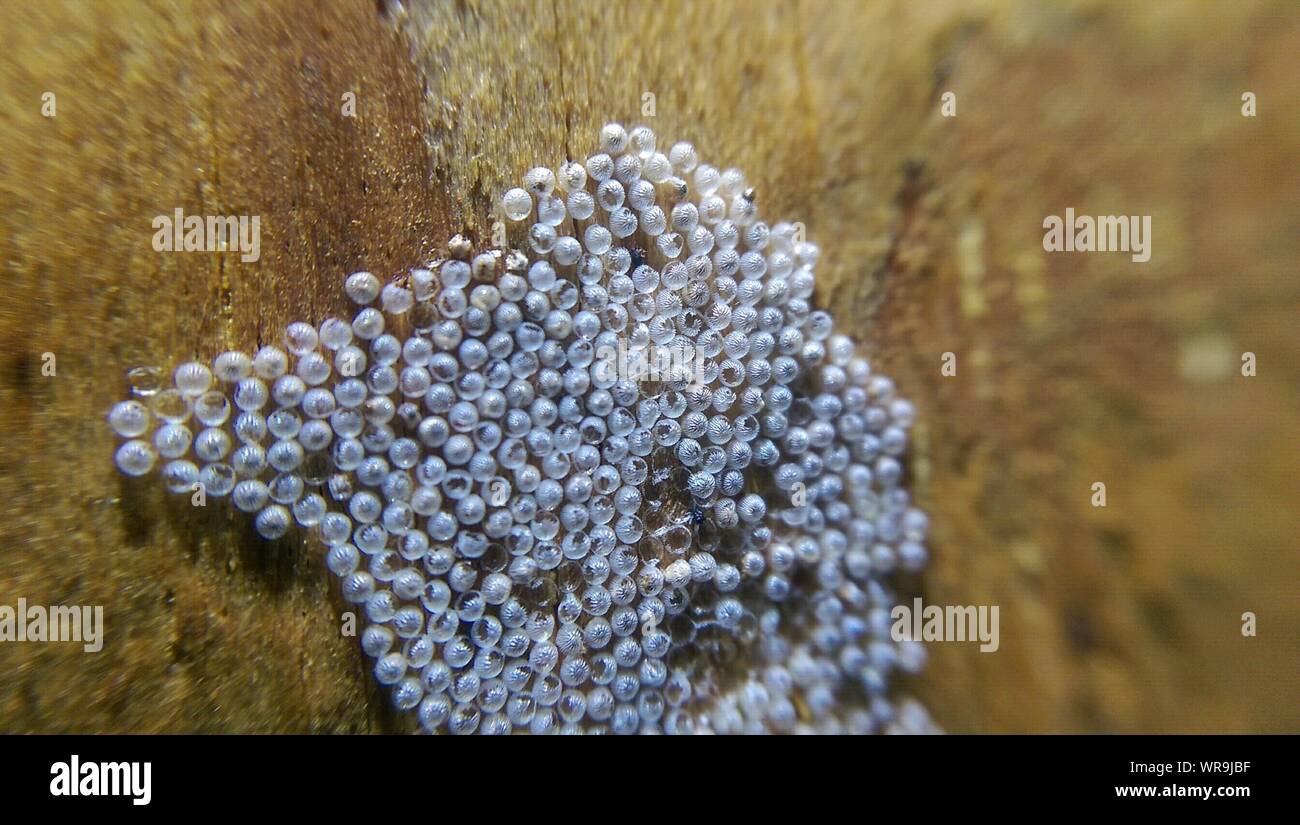 Insekten eier Fotos und Bildmaterial in hoher Auflösung Alamy