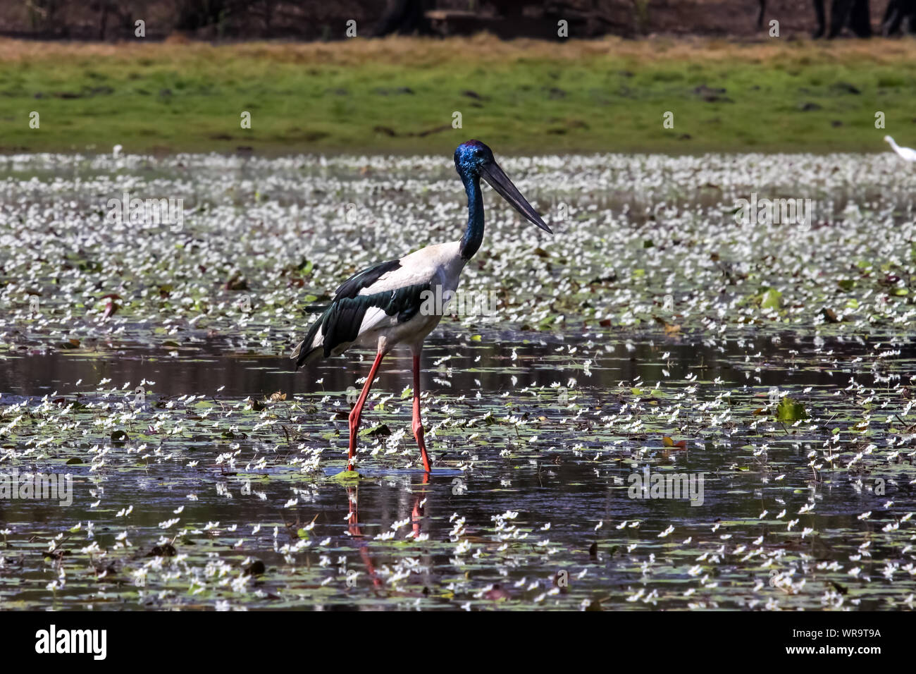 Schwarz necked Stork Waten in einem flachen See mit weissen Wasser Blumen und Reflexionen. Stockfoto