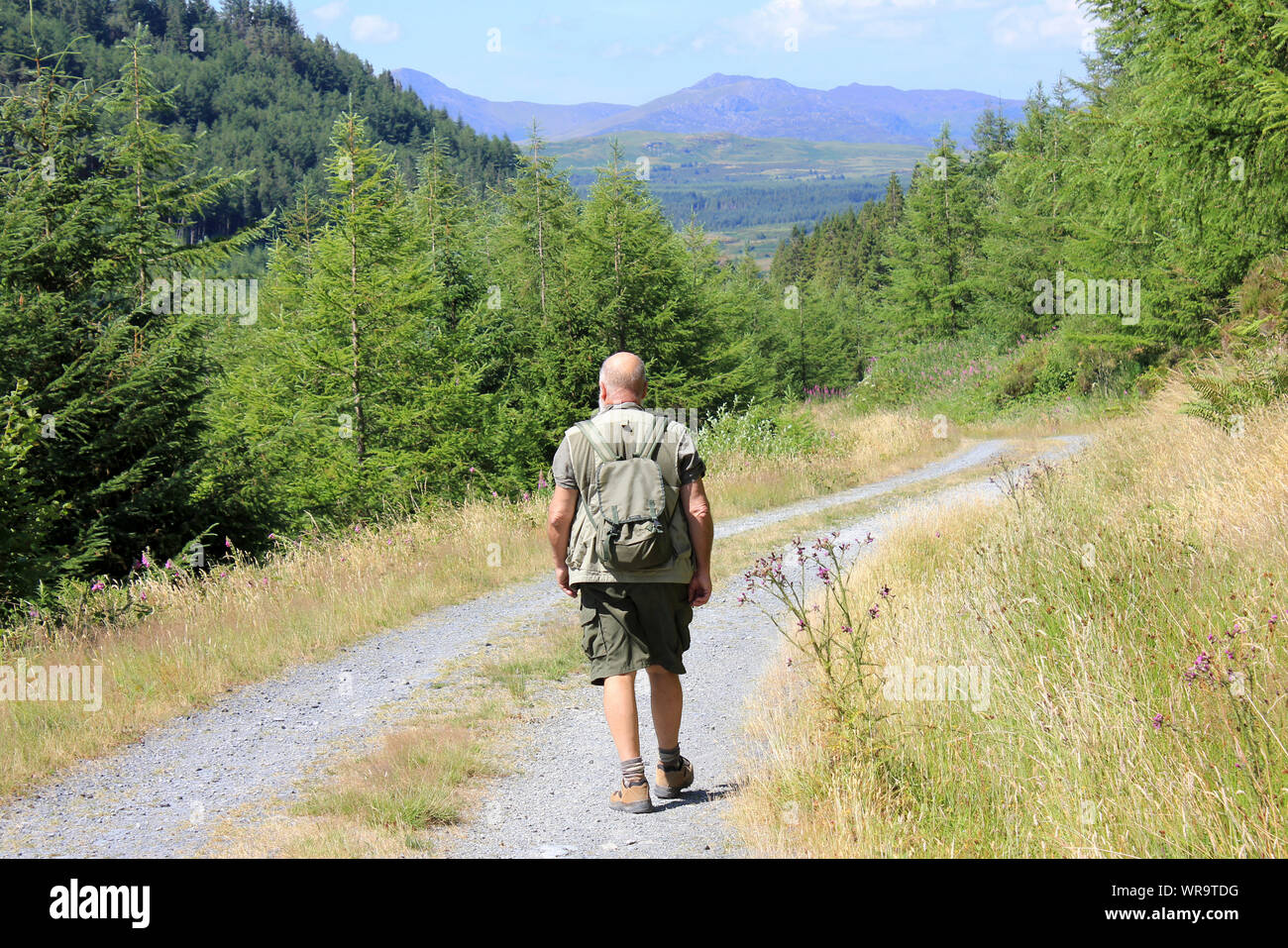 Wanderer im CWM Penamnen Tal, Dolwyddelan, Gwydyr Forest Park, Snowdonia National Park, Wales Stockfoto