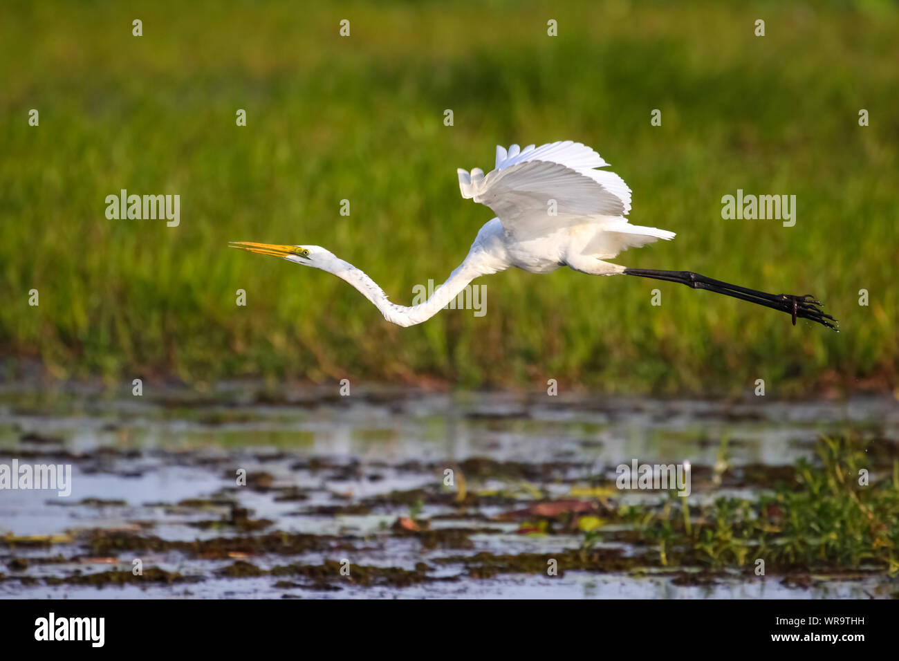 Silberreiher über das Sumpfgebiet fliegen, gelbes Wasser, Kakadu National Park, Australien Stockfoto