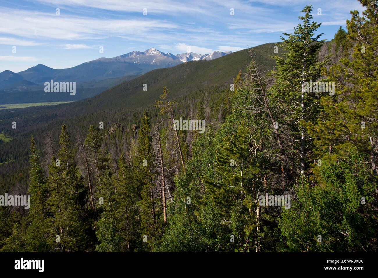 Lodgepole Kiefer Pinus contorta mit Long's Peak Chief Head Peak und McHenry Peak im Hintergrund von Rainbow Bend Rocky Mountain National Park C Stockfoto