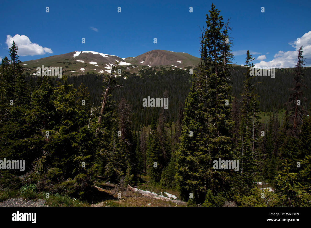 Lodgepole Kiefer Pinus contorta mit Muster über die Berge aus der Nähe von Poudre See Rocky Mountain Nationalpark Colorado USA Juni 2015 Stockfoto