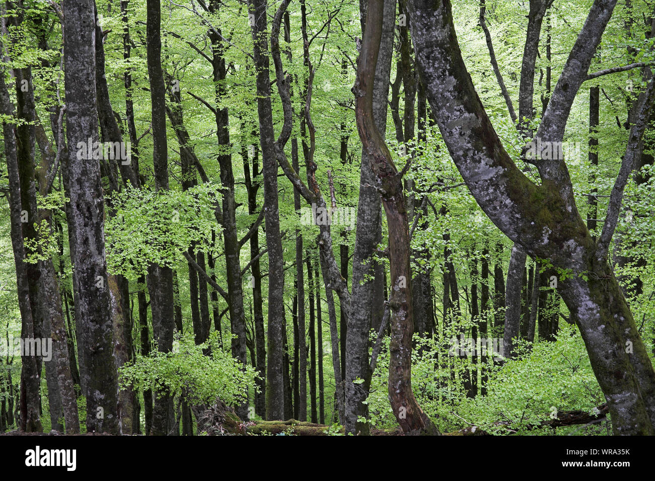 Buche Fagus sylvaticus Waldgebiet Bosque del Irati Pyrenäen Region Navarra Spanien Stockfoto