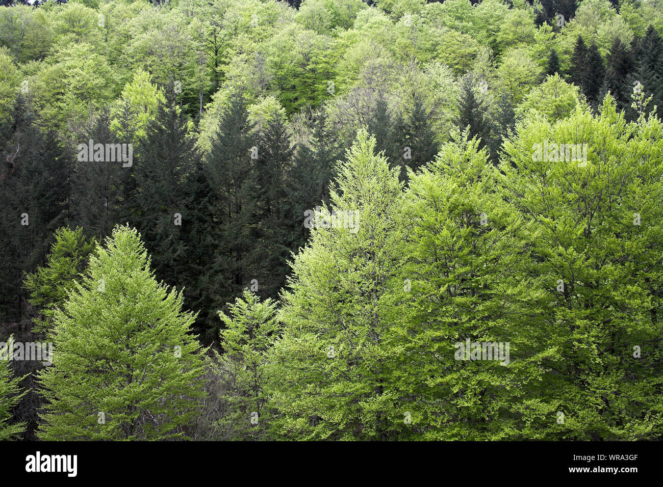 Buche in der Scala Wald Region Navarra Spanien Stockfoto