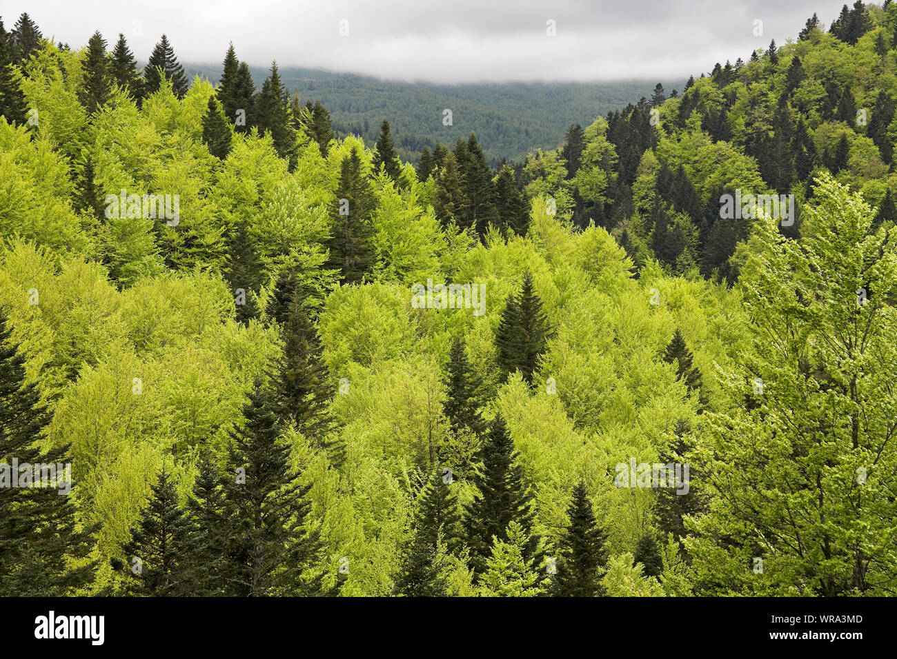 Buche und Kiefer in der Scala Wald Region Navarra Spanien Stockfoto