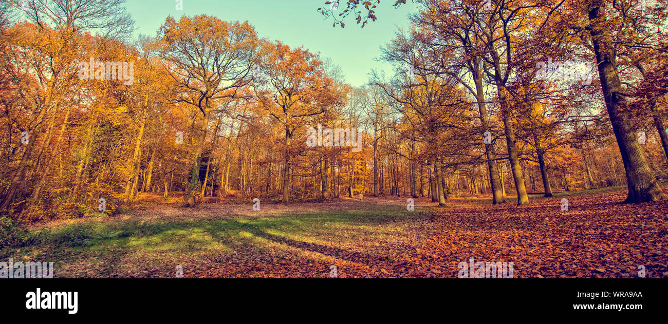 Panorama von einem Wald im Herbst, vintage Prozess Stockfoto