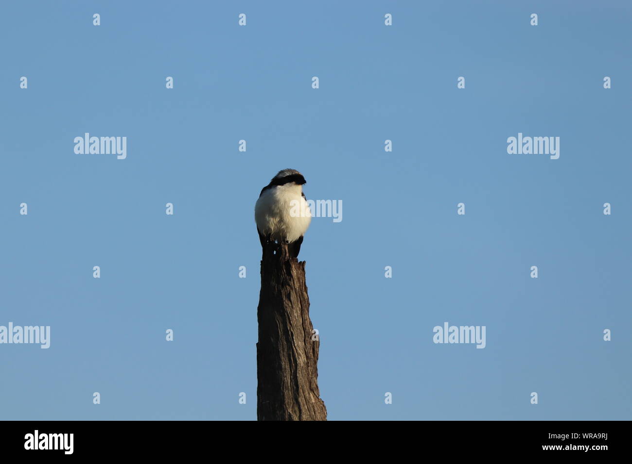 Schwarze und weiße Geschäftsjahr Vogel auf einem Zweig, Masai Mara National Park, Kenia. Stockfoto