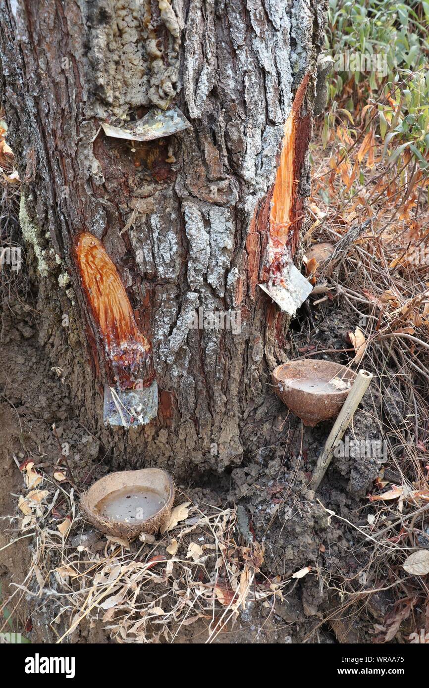 Frische Harz fließt vom Menschen Kerben an den Baumstamm in einer Kokosnuss Schale. Die traditionelle Art und Weise der Gewinnung von sap aus Kiefern auf der Java Stockfoto