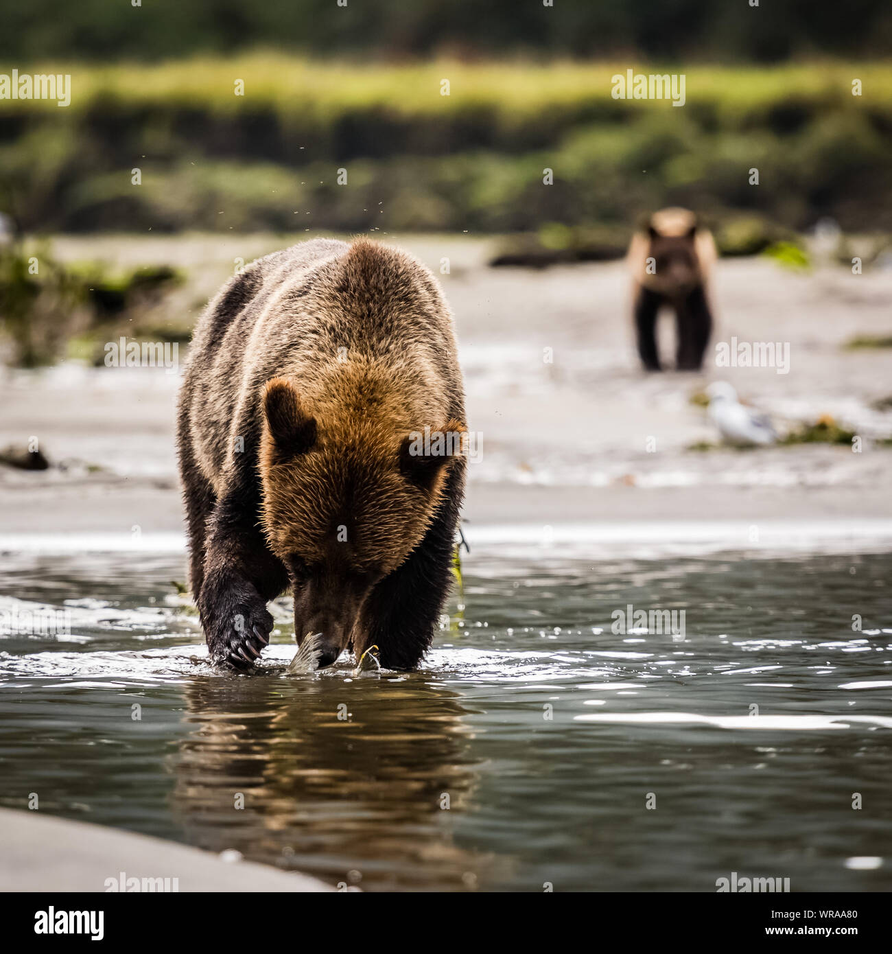 Grizzly Bär den Fang von Fischen im Fluss, Tiere in der Natur Stockfoto