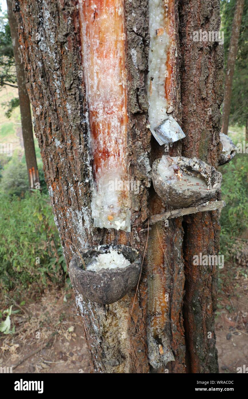 Manuelle Entnahme der Rohstoffe Harz von immergrnen Kiefern. Extraktion  von aus Baumstmmen sap. Aus der Tiefen knstlichen Nuten, frisches Harz  fliet Stockfotografie - Alamy