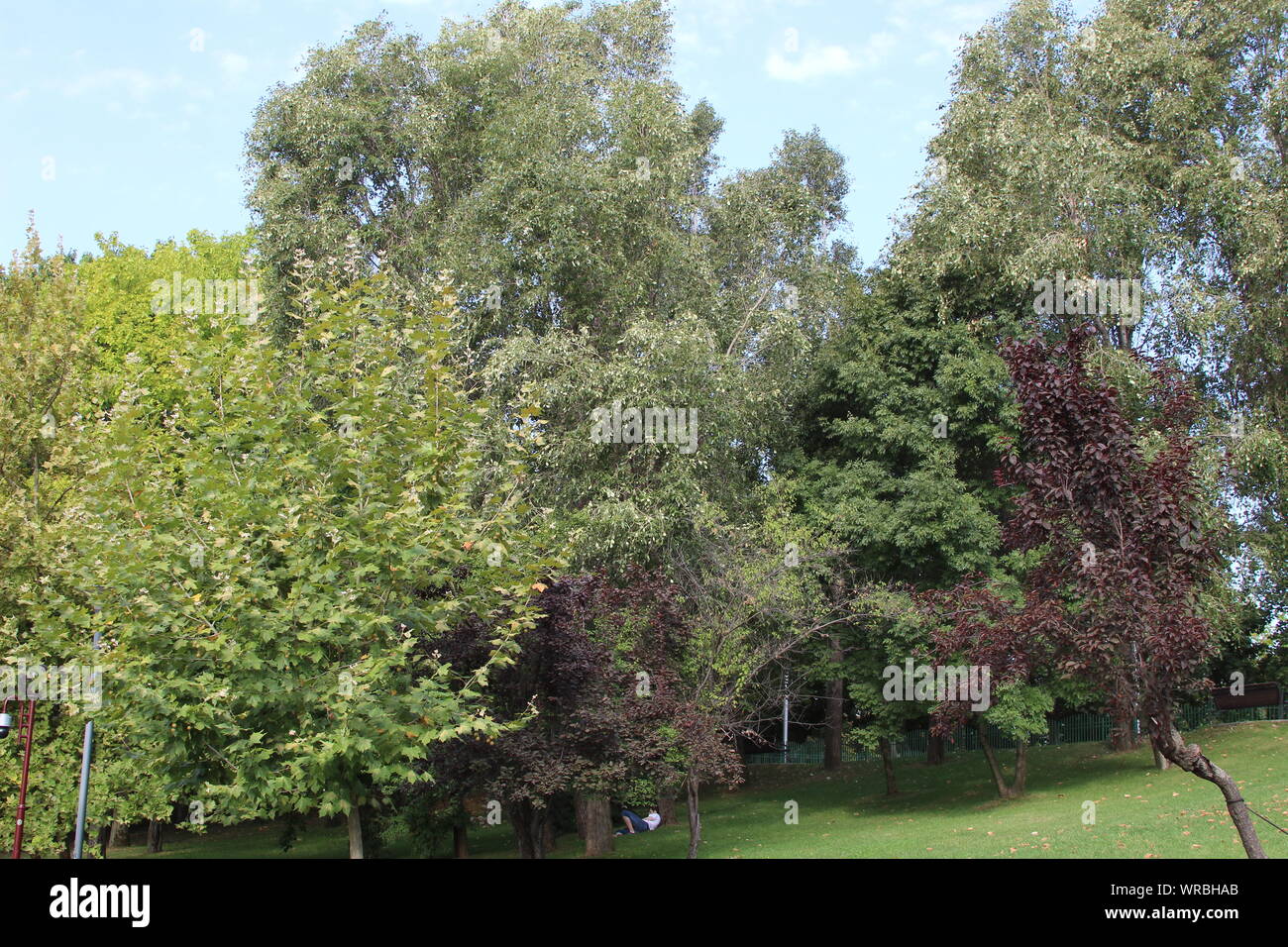 Blumen in voller Sommer Stockfoto