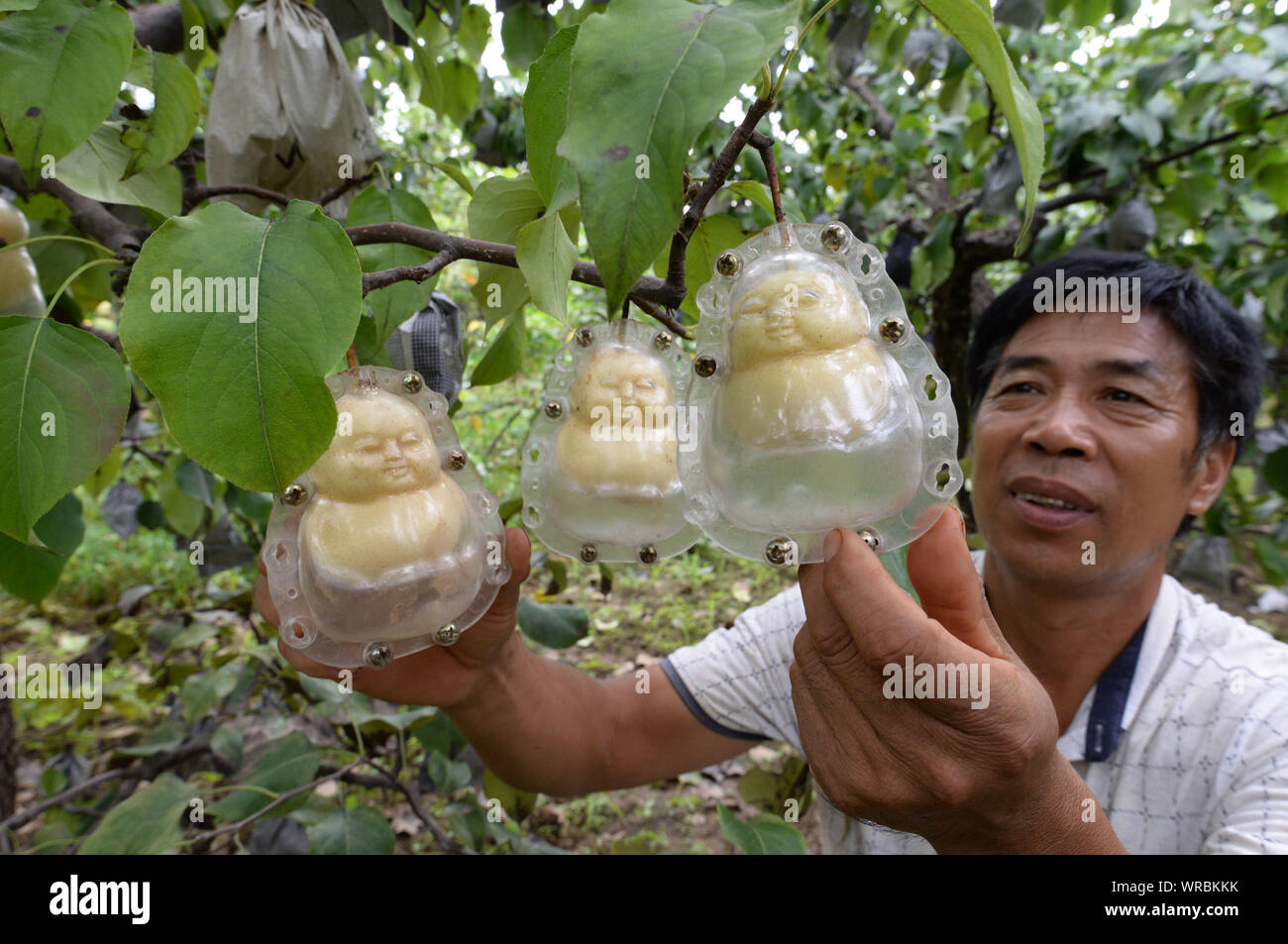Chinesische Bauern Hao Xianzhang Kontrollen Buddha-förmige Birnen auf seine  Birne Obstgarten in Lianghexia Dorf, Santarém, Stadt, Grafschaft, weixian  Handan Stadt,C Stockfotografie - Alamy