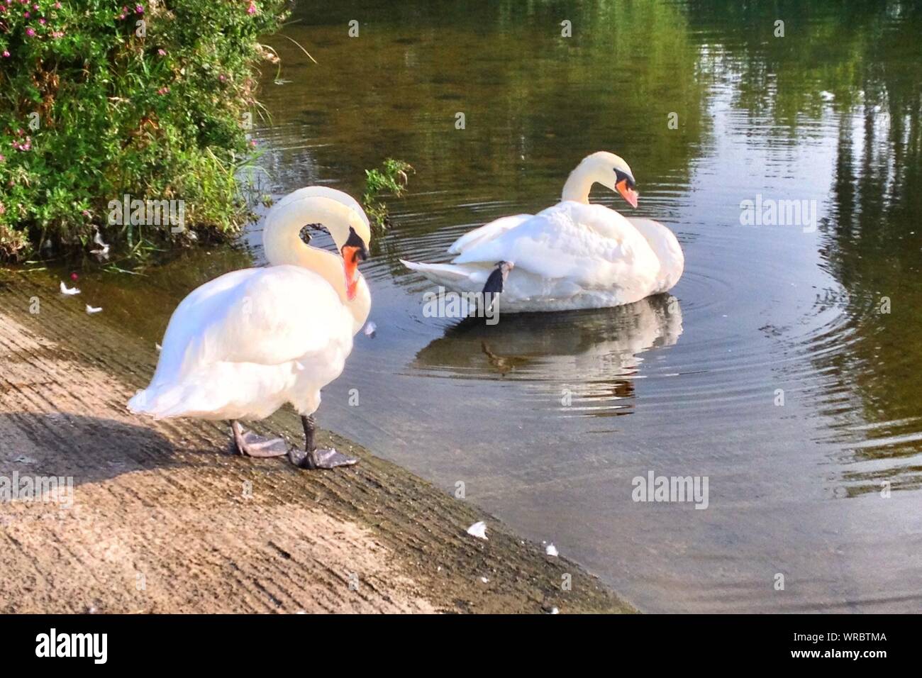 48+ Auf Einem Teich Sind Zwei Schwäne Zu Sehen Rätsel, Anfang