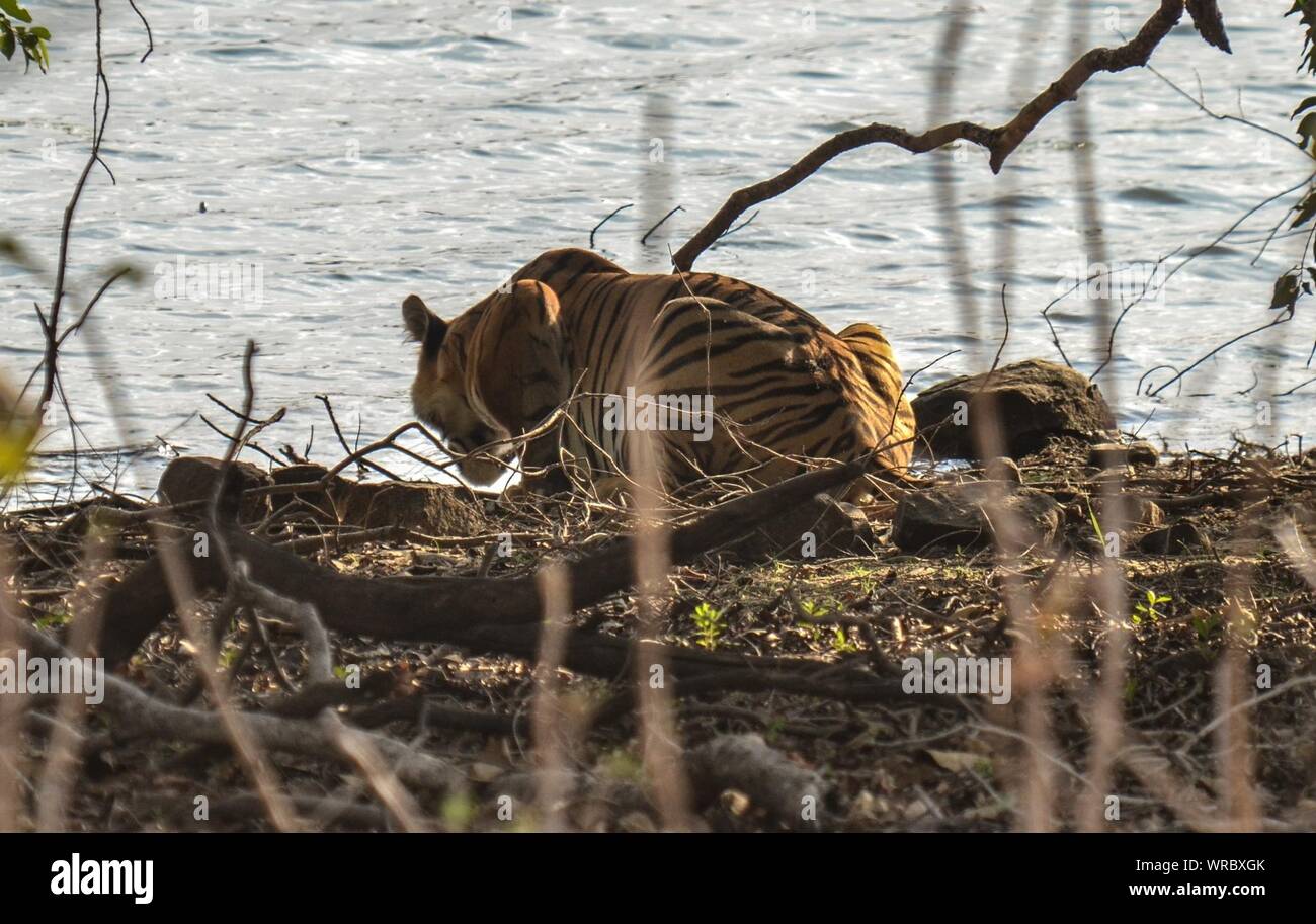 Tiger Im Fluss Stockfotos Und Bilder Kaufen Alamy