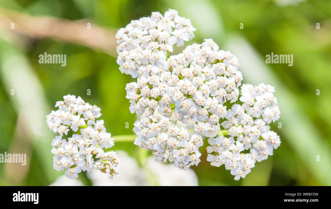 Blume des gemeinsamen Schafgarbe Achillea millefolium closeup Stockfoto