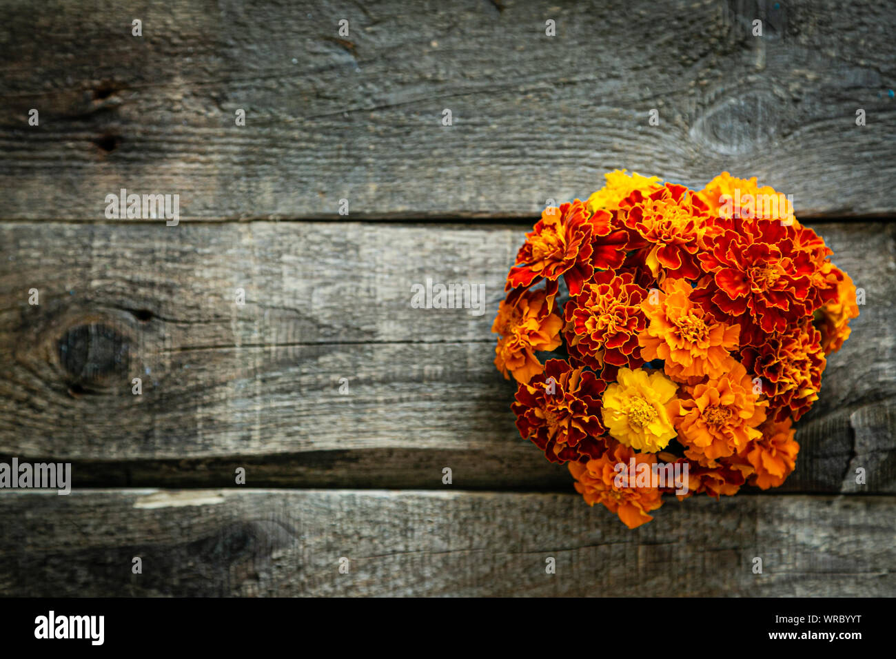 Tag der Toten Konzept Dia de los Muertos - Schädel formen Cookie mit Ringelblume Blumen Stockfoto