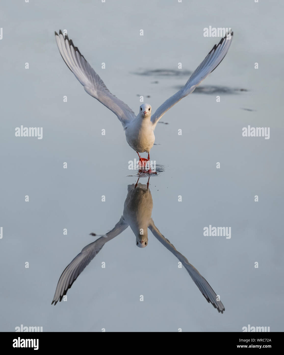 Lachmöwe, Chroicocephalus ridibundus, fliegen von einem gefrorenen See im Winter, im Eis reflektiert, in der Nähe Stockfoto