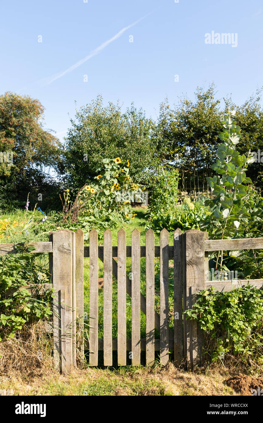 West Haddon, Northamptonshire, Großbritannien: Ein kleines, hölzernes Tor führt zu einem sonnigen Kleingarten, der Sonnenblumen und Läuferbohnen anwächst. Stockfoto