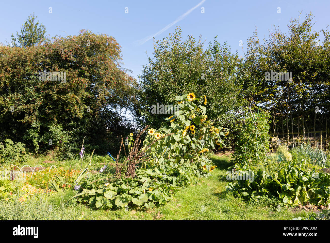 West Haddon, Northamptonshire, Großbritannien: Ein sonnige, teilweise überwucherte Kleingärten im Spätsommer mit Sonnenblumen und Läuferbohnen, die darin wachsen. Stockfoto
